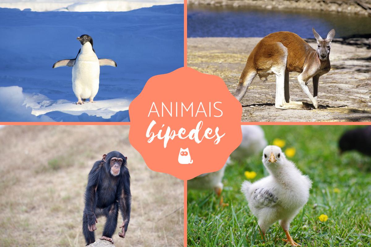 Animais bípedes - Exemplos e características