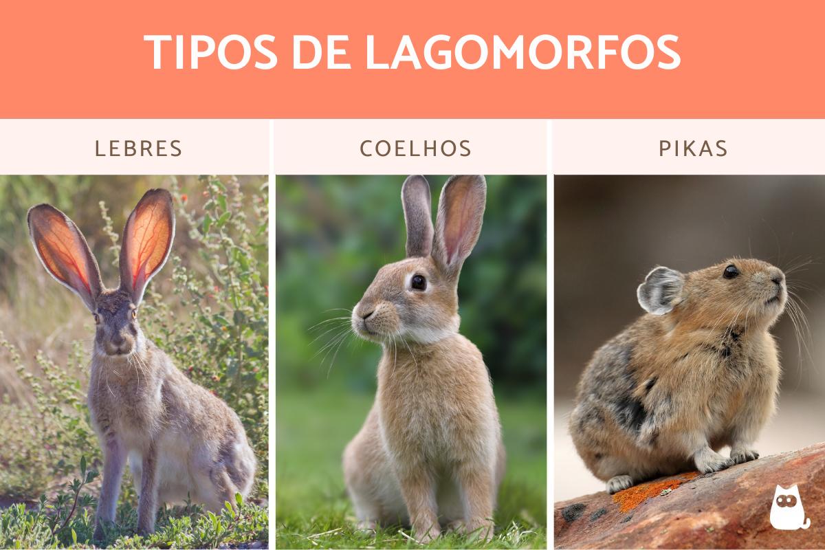 Lagomorfos - Definição, características e exemplos