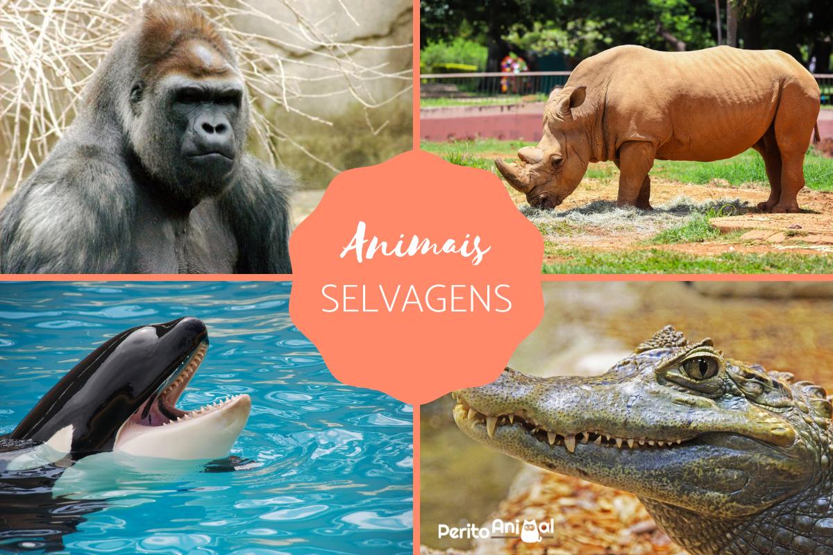 Nomes de animais selvagens