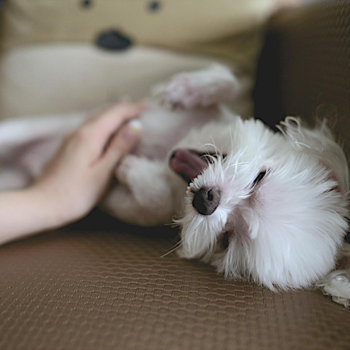 Benefícios de acariciar um cachorro