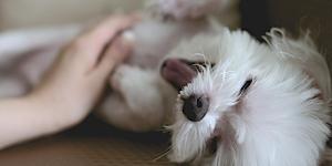 Benefícios de acariciar um cachorro