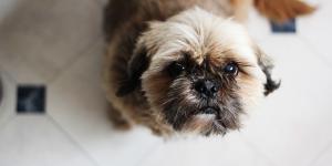 Doenças comuns da raça Shih Tzu