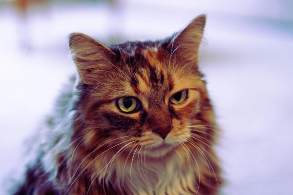 Gabapentina para gatos: doses e usos - Para que é usada gabapentina em gatos?