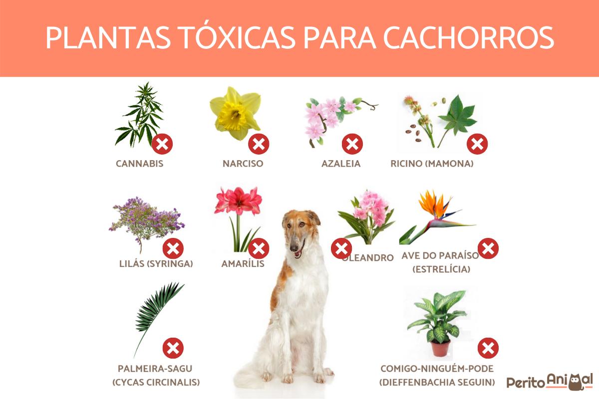 Plantas venenosas para cachorros