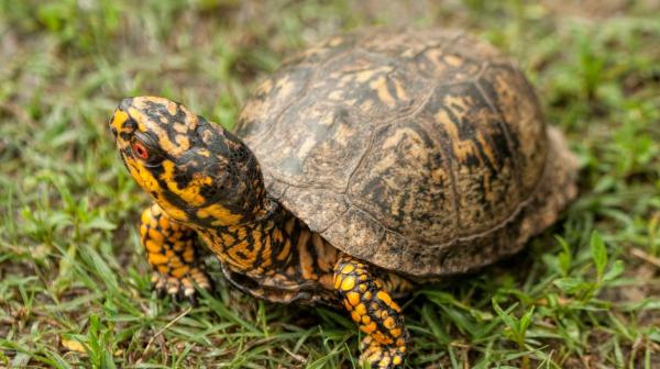 Tipos de tartarugas domésticas - 10. Tartaruga-de-caixa-comum (Terrapene carolina)