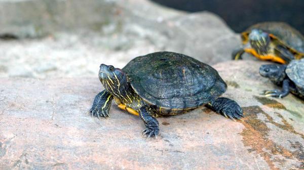 Tipos de tartarugas domésticas - 1. Tartaruga-de-orelha-vermelha (Trachemys scripta elegans)
