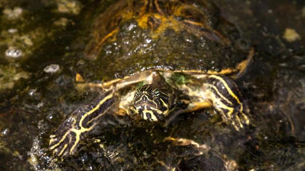 Tipos de tartarugas domésticas - 2. Tartaruga-de-orelhas-amarelas (Trachemys scripta scripta)