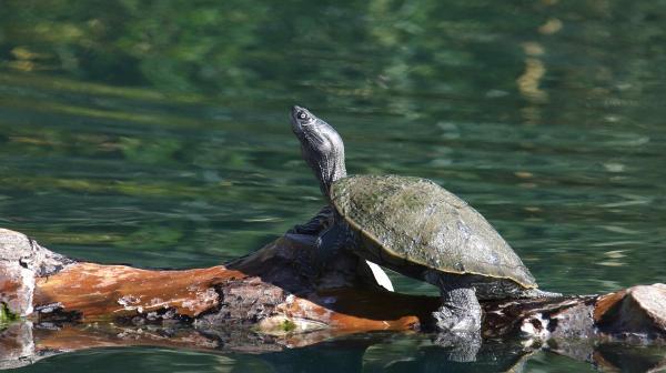 Tipos de tartarugas domésticas - 4. Tartaruga-geográfica (Graptemys geographica)