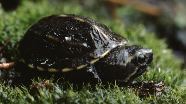 Tipos de tartarugas domésticas - 5. Tartaruga-almiscarada (Sternotherus odoratus)
