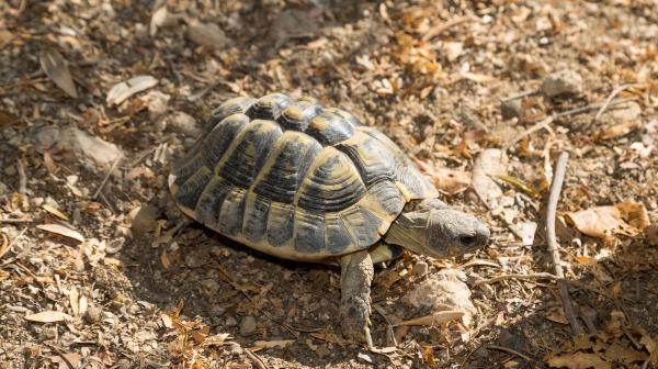 Tipos de tartarugas domésticas - 6. Tartaruga do Mediterrâneo (Testudo hermanni)
