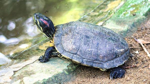 Tipos de tartarugas domésticas - 7. Tartaruga-caixa (Cuora amboinensis)