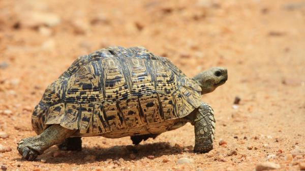 Tipos de tartarugas domésticas - 8. Tortuga-leopardo (Stigmochelys pardalis)
