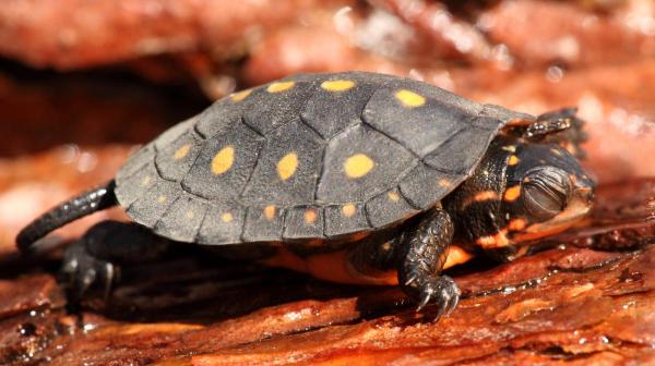 Tipos de tartarugas domésticas - 9. Tartaruga-pintada (Clemmys guttata)