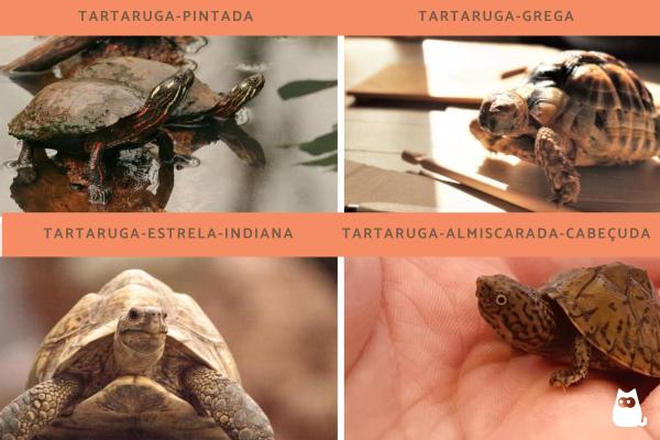 Tipos de tartarugas domésticas - Outros tipos de tartarugas de estimação