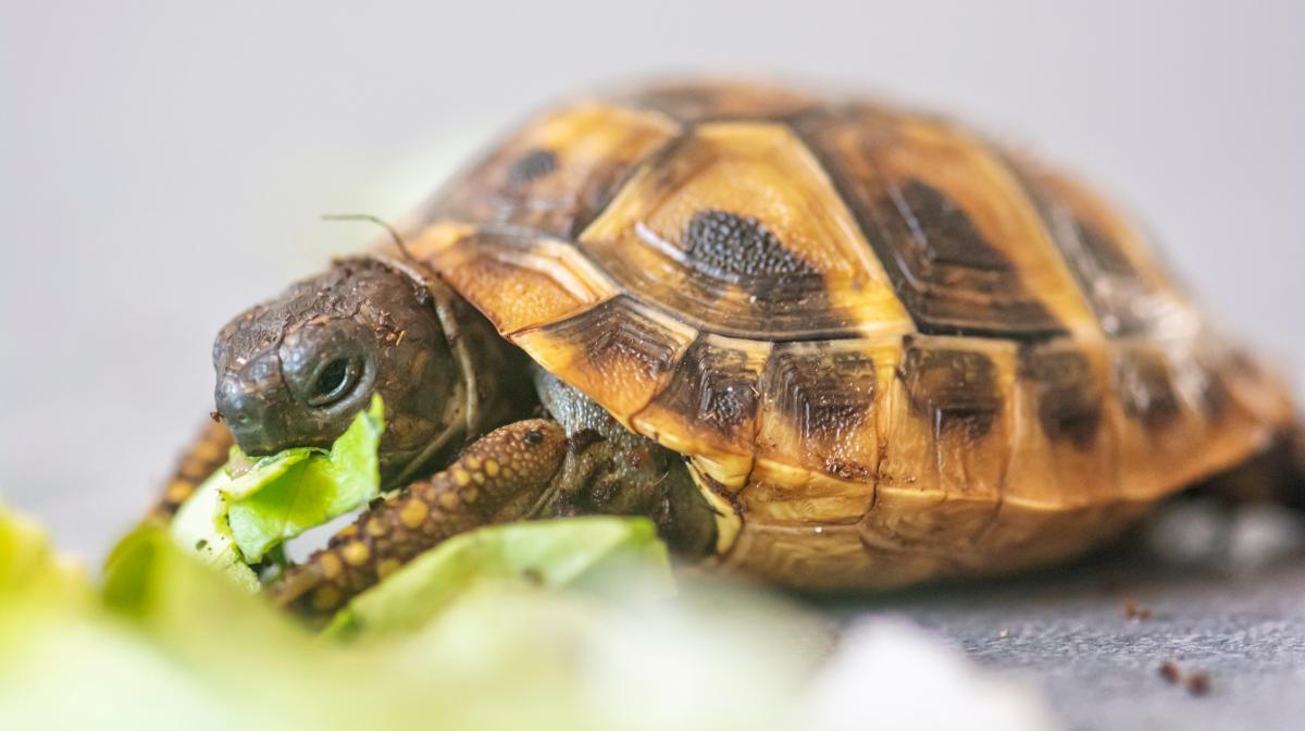 Tipos de tartarugas domésticas
