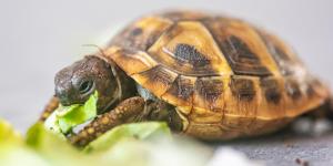 Tipos de tartarugas domésticas