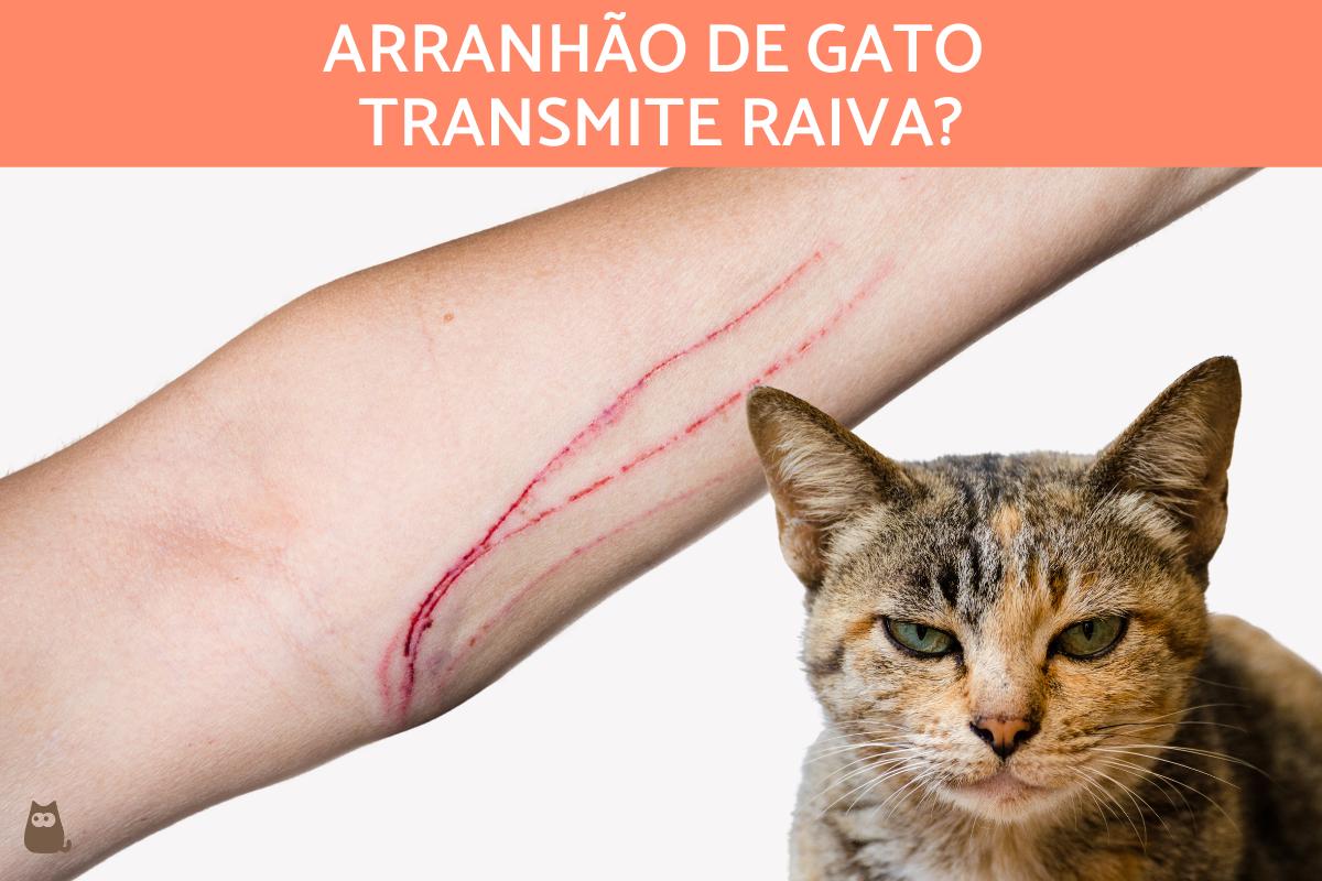 Arranhão de gato transmite raiva?