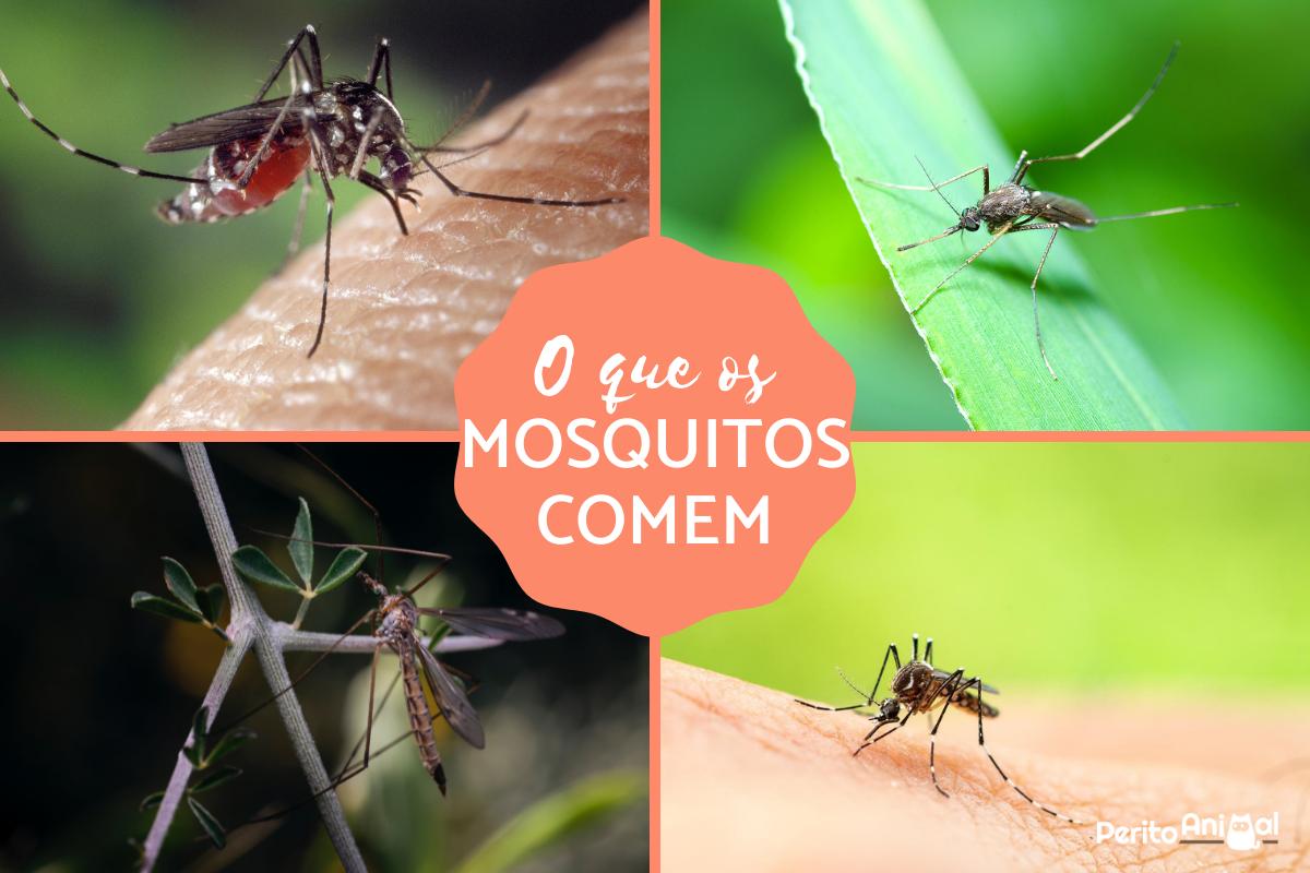 O que os mosquitos comem?