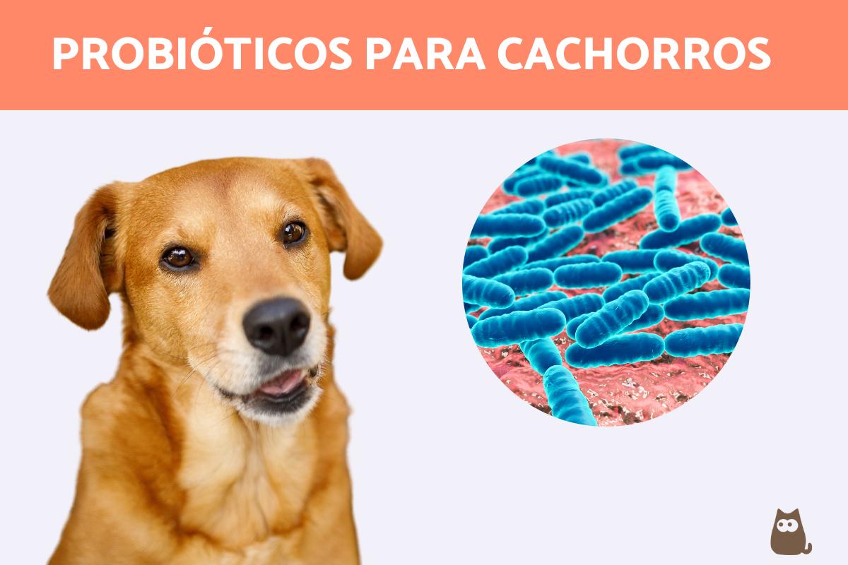 Probióticos para cachorros