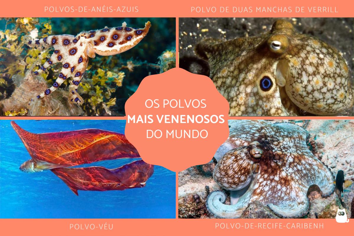 Os polvos mais venenosos do mundo