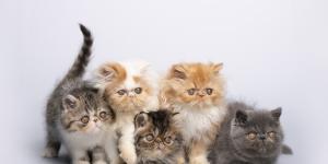 Personalidade dos gatos segundo a sua cor
