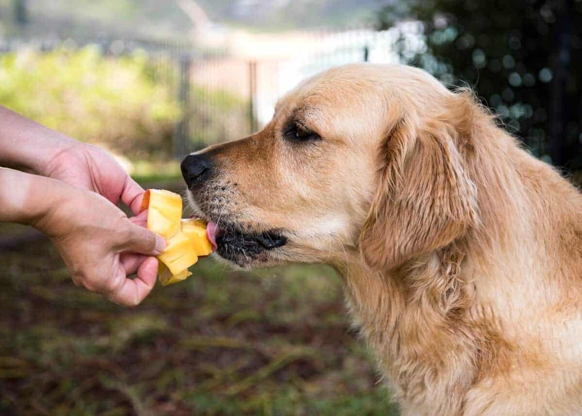 Cachorro pode comer manga?