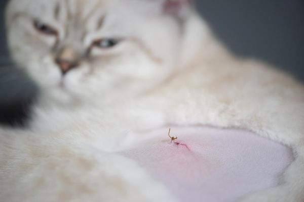 Sinais de alerta pós-castração de uma gata - Dor e mal-estar