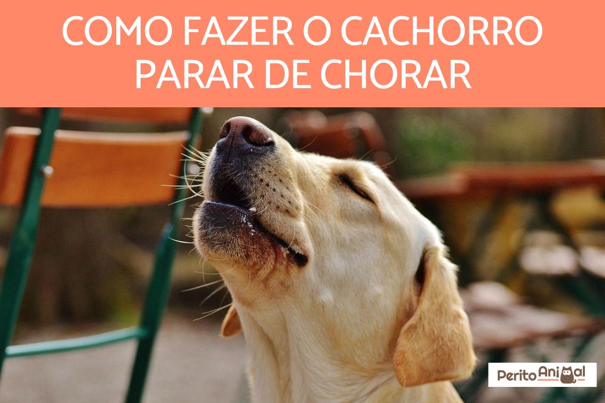 Como fazer o cachorro parar de chorar