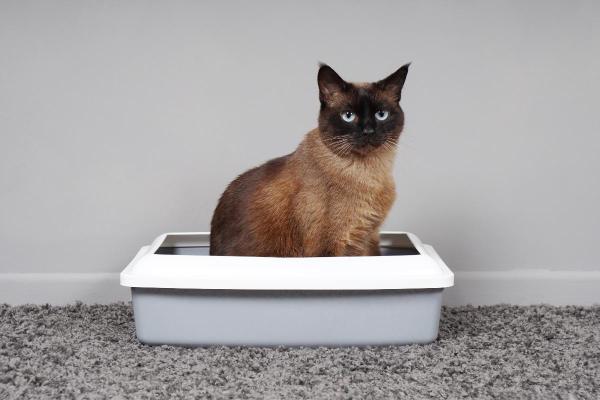 Como esvaziar a bexiga de um gato? - Por que meu gato está com a bexiga cheia?