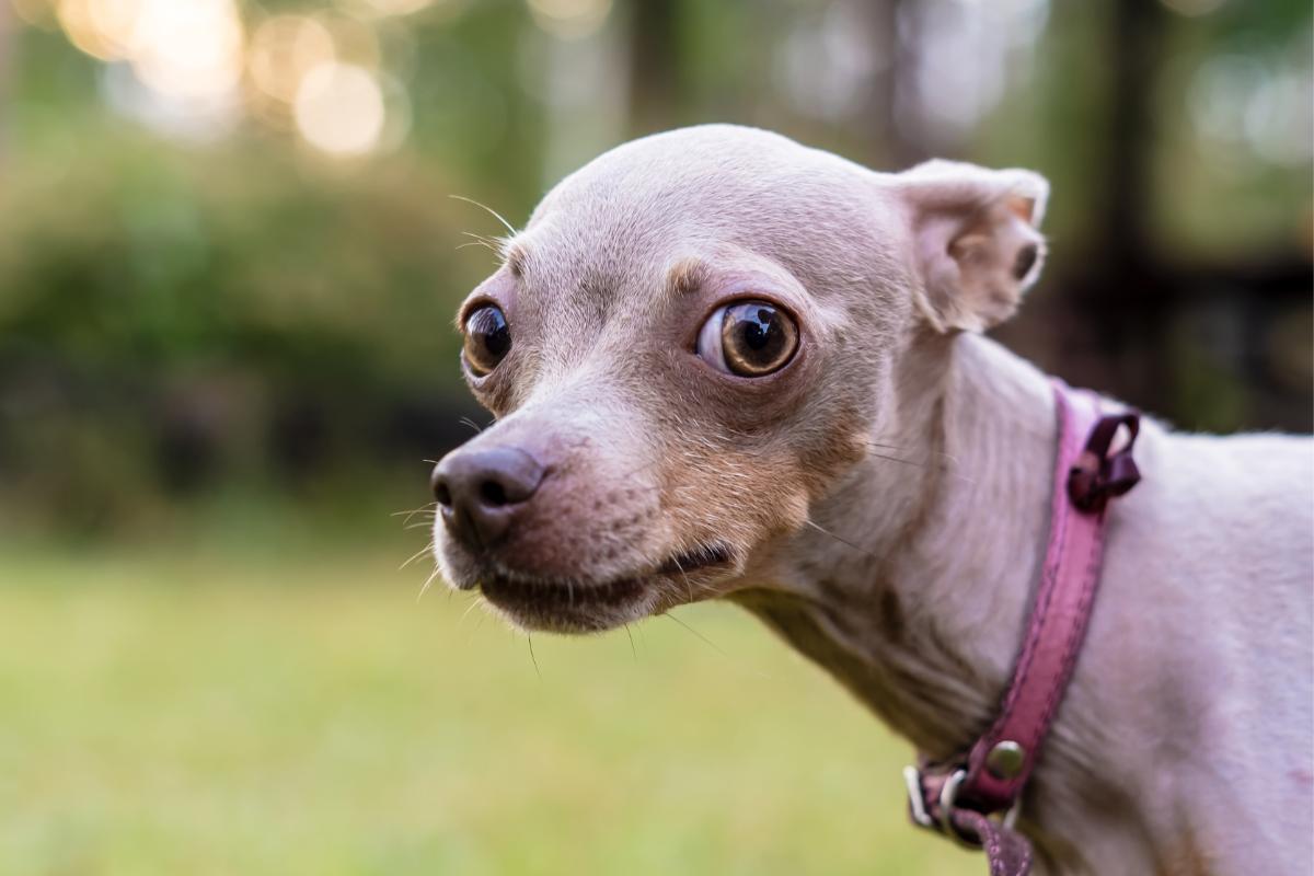 Os cachorros veem espíritos?