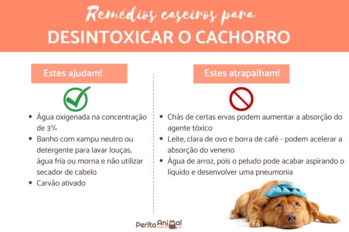 Remédios caseiros para intoxicação de cachorro