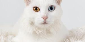 Por que alguns gatos têm olhos de cores diferentes?