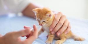 Amoxicilina para gatos - Dosagem e efeitos colaterais