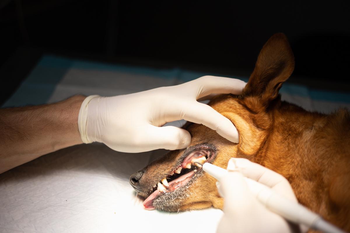 Cachorro pode morrer durante limpeza dental?