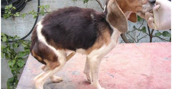 Calazar canina (Leishmaniose Visceral) : Sintomas, causas e tratamento