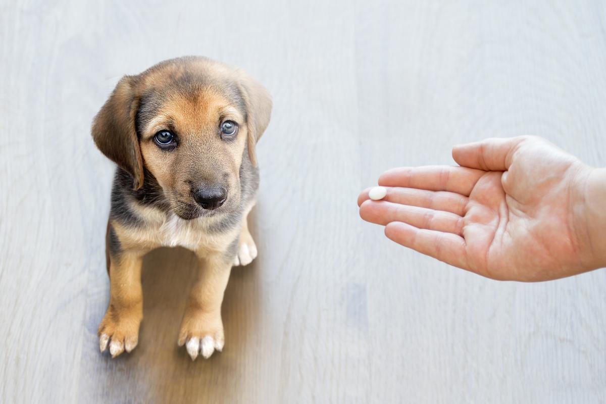 Pode dar Imosec para cachorro?