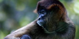 Tipos de macacos: nomes e fotos