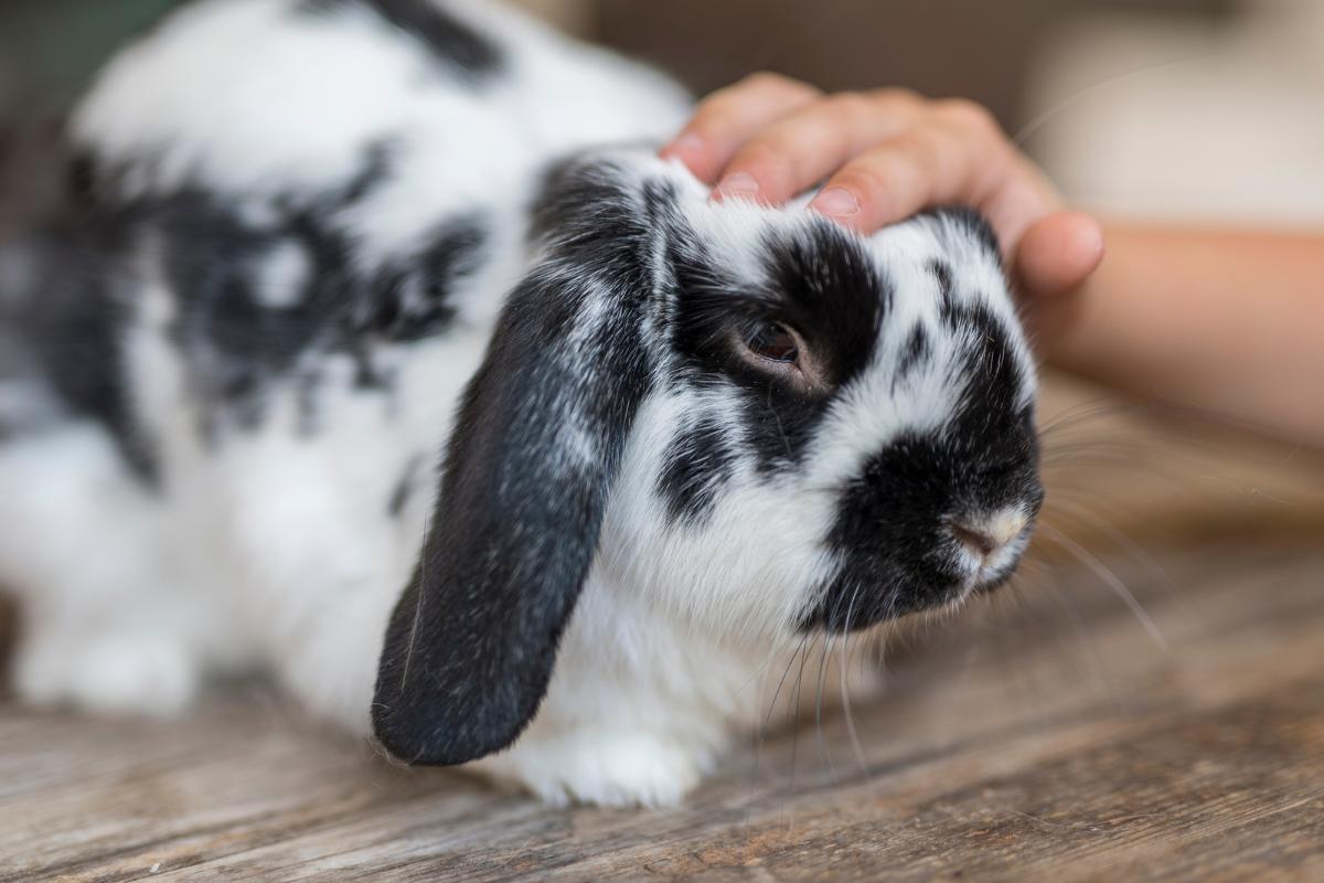 O coelho reconhece seu tutor?
