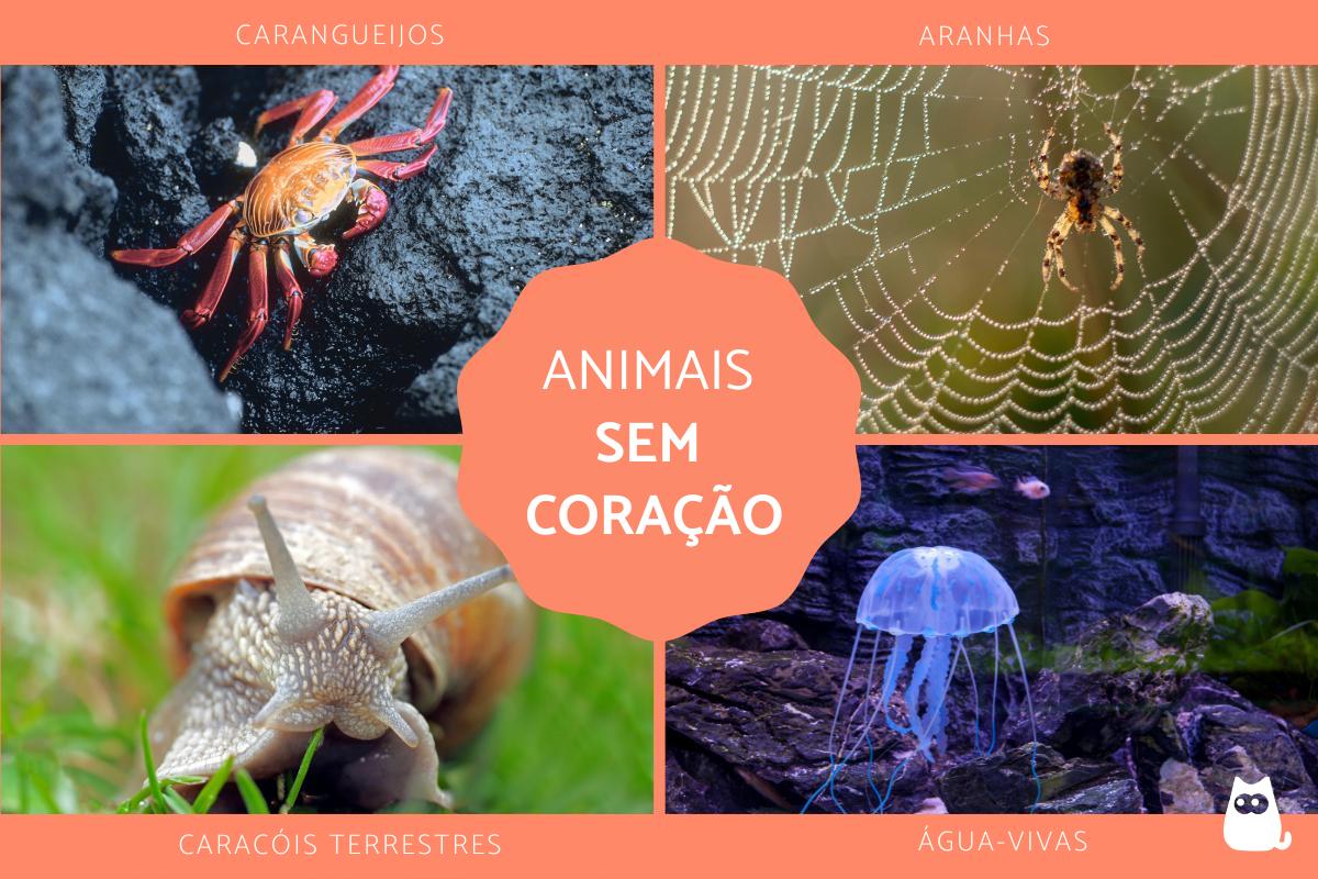 Animais que não tem coração