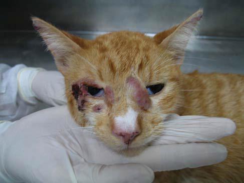 Itraconazol para gatos: dosagem e administração - Esporotricose em gatos: o que é