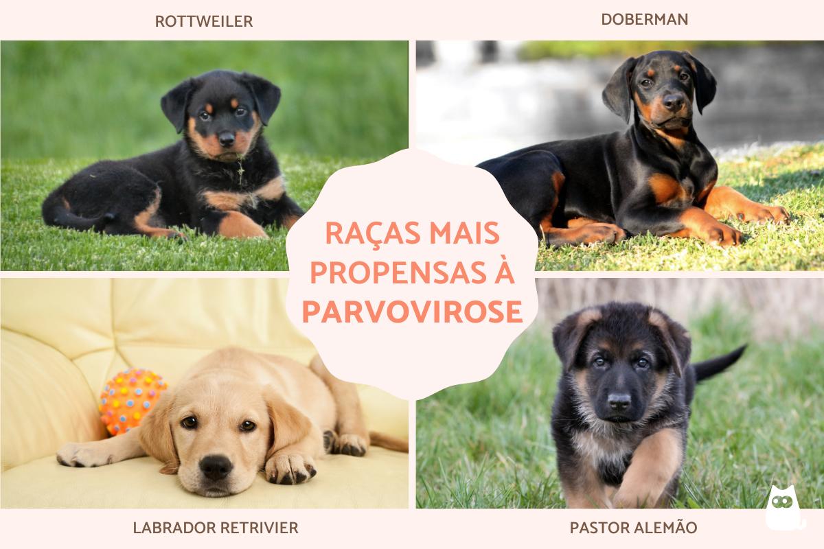 Parvovirose canina: raças de cães mais propensas