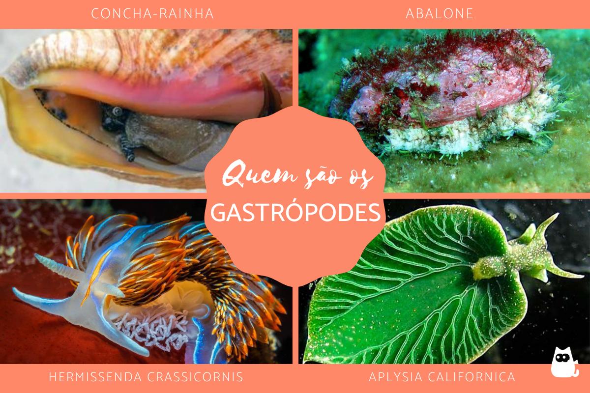Gastrópodes - Quem são, características e exemplos