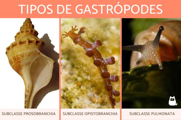 Gastrópodes - Quem são, características e exemplos - Tipos de gastrópodes