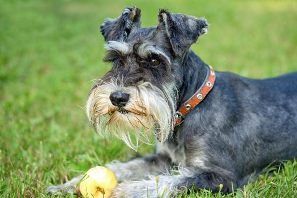Cachorro pode comer maçã? - Cachorro pode comer maçã com casca?