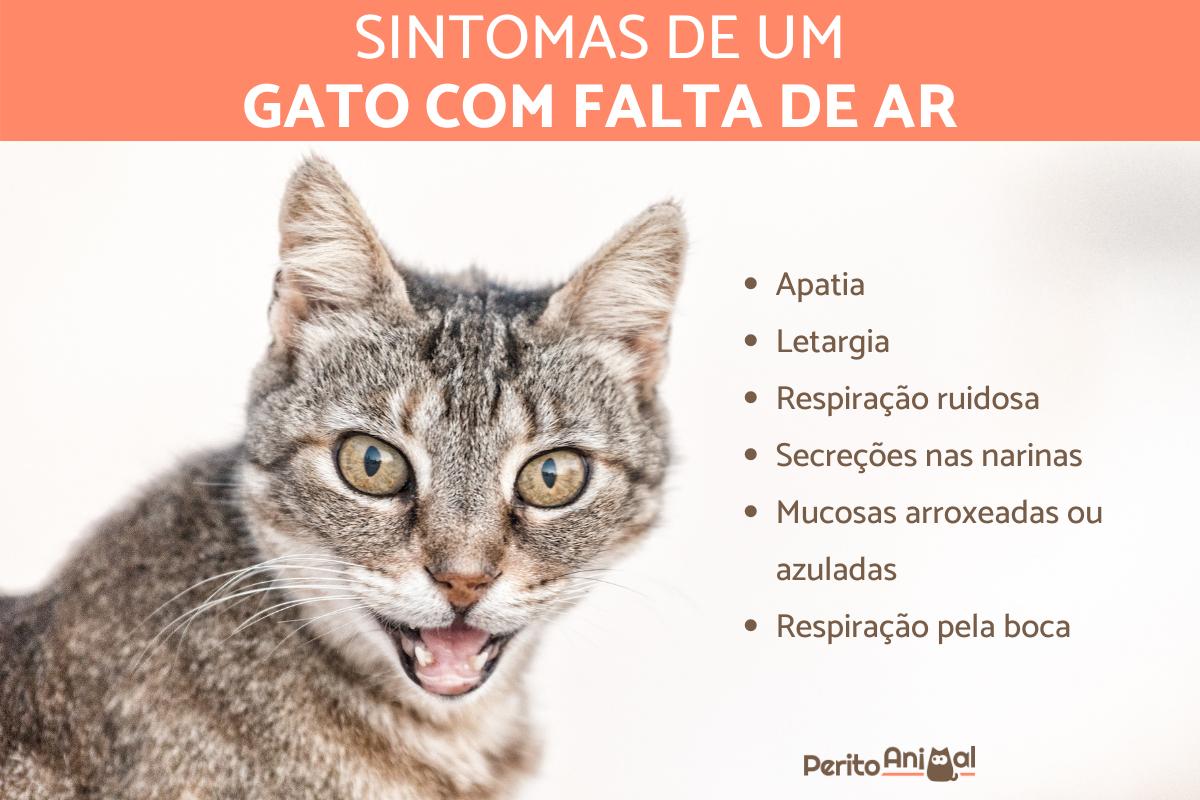 Gato com falta de ar - Causas e soluções