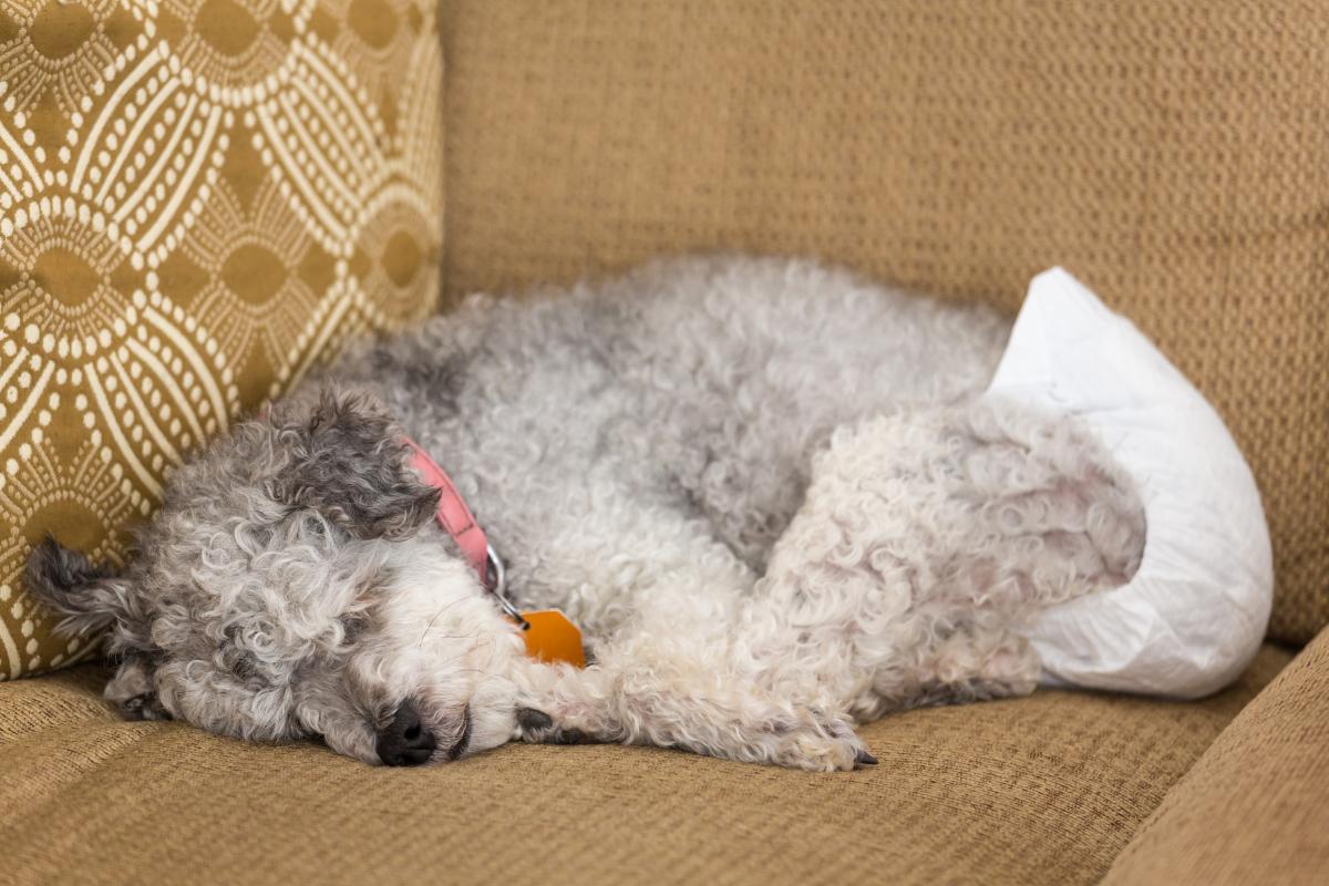 Incontinência urinária em cadelas castradas: tratamento e causas