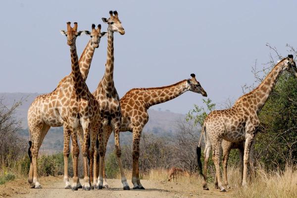 Quanto tempo a girafa pode viver? - Ciclo de vida das girafas