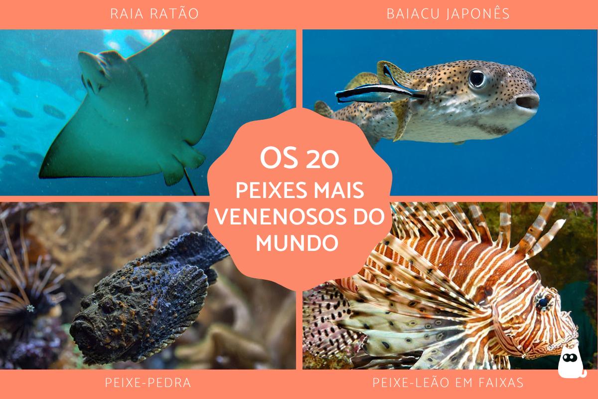 Os peixes mais venenosos do mundo