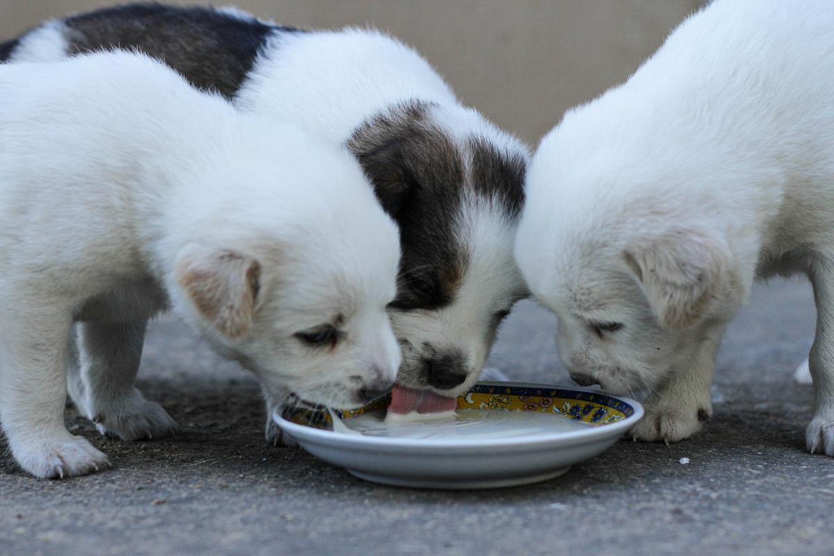 Cachorro pode tomar Yakult?