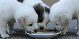 Cachorro pode tomar Yakult?